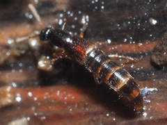 Gabrius splendidulus