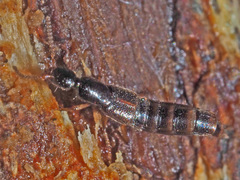 Gabrius splendidulus