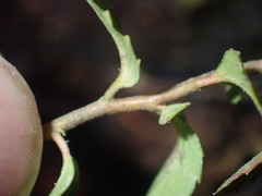 Azara serrata