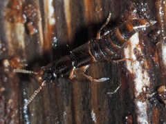 Gabrius splendidulus