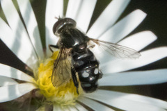 Parhelophilus porcus