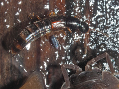 Gabrius splendidulus