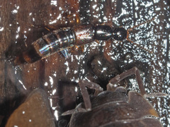 Gabrius splendidulus