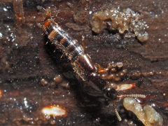 Gabrius splendidulus
