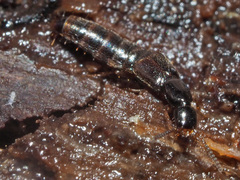 Gabrius splendidulus