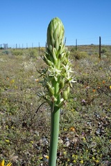 Ornithogalum xanthochlorum