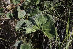 Gunnera perpensa