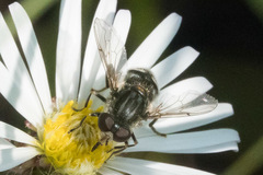 Parhelophilus porcus