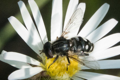 Parhelophilus porcus