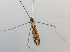 Discobola tessellata