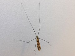 Discobola tessellata