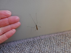 Discobola tessellata