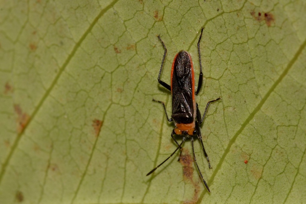 Yellow Stalk-eyed Bug