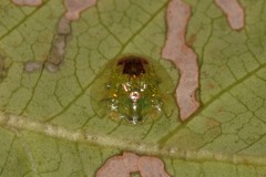 Austropsecadia chlorina