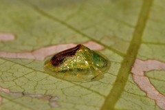 Austropsecadia chlorina