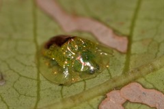 Austropsecadia chlorina