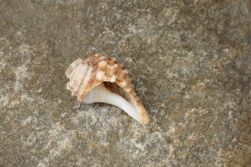 Cabestana africana