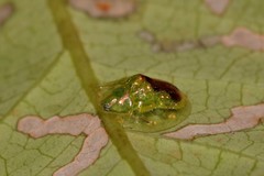 Austropsecadia chlorina