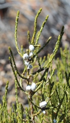 Ceroplastes elytropappi