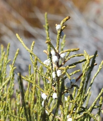 Ceroplastes elytropappi