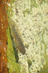 Caffrogobius nudiceps