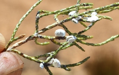 Ceroplastes elytropappi