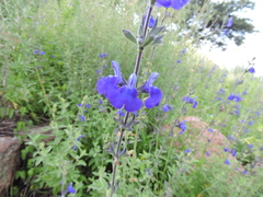 Salvia chamaedryoides
