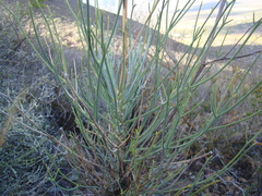 Anginon swellendamense