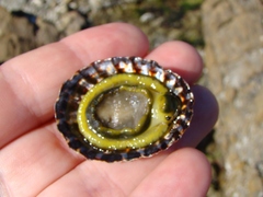 Cellana denticulata