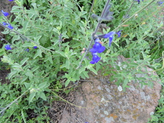 Salvia chamaedryoides