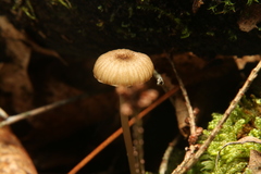 Entoloma watsonii