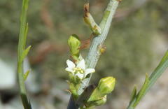 Lacomucinaea lineata