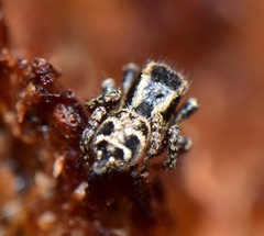 Salticidae