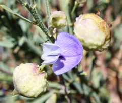 Psoralea verrucosa