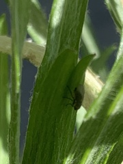Hydrellia tritici