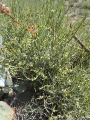 Lacomucinaea lineata