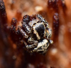 Salticidae