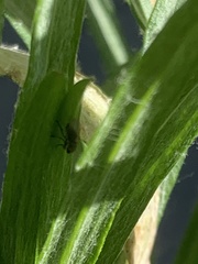 Hydrellia tritici
