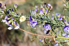 Psoralea verrucosa