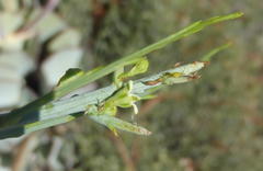 Lacomucinaea lineata