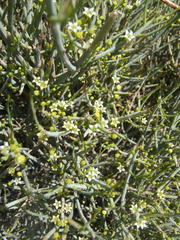 Lacomucinaea lineata