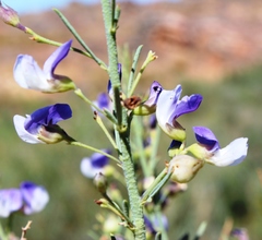 Psoralea verrucosa