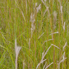Andropogon eucomus