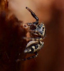 Salticidae