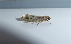 Tinea pallescentella