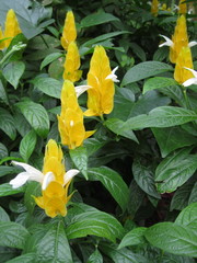 Pachystachys lutea