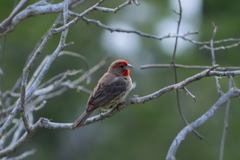 Haemorhous mexicanus