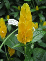 Pachystachys lutea