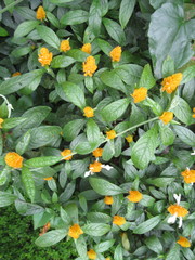 Pachystachys lutea