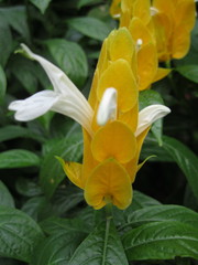 Pachystachys lutea